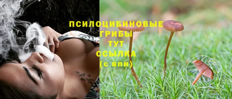 Галлюциногенные грибы Psilocybine cubensis  что такое наркотик  Волоколамск 